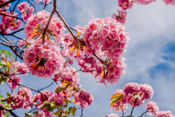 Rosy Trumpet Tree (Tabebuia rosea) Nicaragua