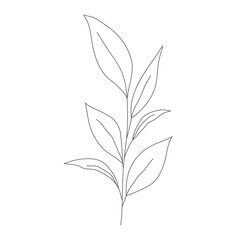 Minimalism line drawing. leaf vector one line art. Botanical Sketch Vector Illustration. Nature vector Line drawing. for home decor such as posters, wall art