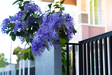 Sandpaper Vine beautiful ornament plant on a house fence 