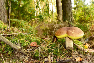White mushroom in forest in autumn. Big boletus grows in the wildlife against the background of green moss. Porcini bolete mushrooms. Season for picked gourmet mushrooming