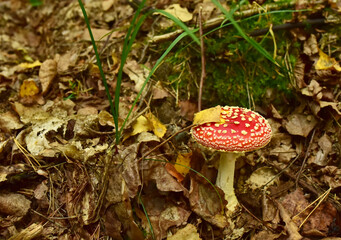 Red mushroom amanita toxic, also called panther cap. False blusher amanita mushroom in the forest against the background of green vegetation