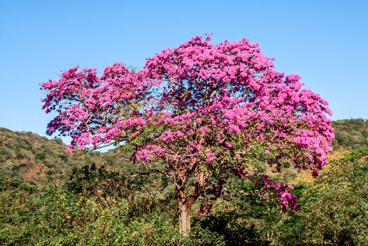 Rosy Trumpet Tree (Tabebuia rosea) Nicaragua