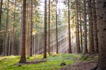 sunbeams in the enchanting forest