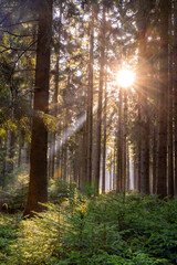 sunbeams in the enchanting forest