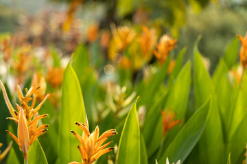 Bird of paradise flower plant