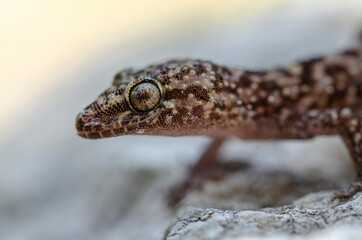 Grèce Crète Gecko Hemidactylus turcicus