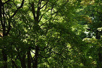 Fototapeta na wymiar The peaceful green forest with the soft sunlight in Sapporo Japan