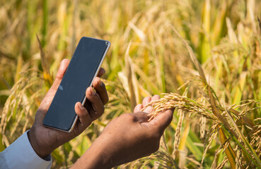 Close up of Farmer Hands checking the crop yield and pests by using mobile Phone - Concept of...