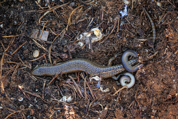 Grèce Crète Chalcides ocellatus