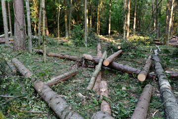 Felled trees in forest. Deforestation and Illegal Logging, international trade in illegal timber. Stump of the felled living tree in the forest. Destruction wildlife. Wood Export and Import
