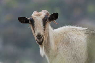 Grèce Crète Chèvre