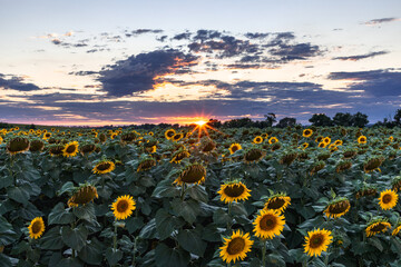 Sunflower field in the Midwest at sunset.