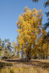 Fototapeta premium Golden fall. Silver Birch (Betula pendula) in deciduous forest in Central Russia