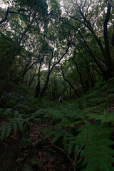 green Forest vegetation