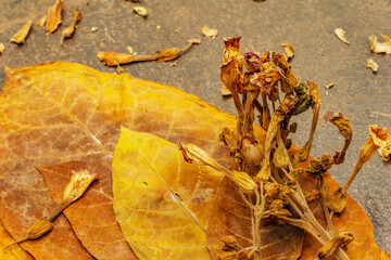 High quality rough dry tobacco leaves and flowers are ready to be made cigarettes