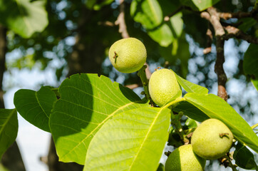 Green unripe walnuts hang on a branch. Green leaves and unripe walnut. Fruits of a walnut.
