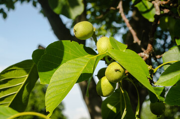 Obraz premium Green unripe walnuts hang on a branch. Green leaves and unripe walnut. Fruits of a walnut.