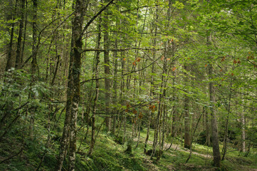 Hiking in Dachstein mountains (Dachsteingebirge)