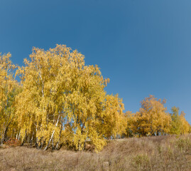 Fototapeta premium Golden fall. Silver Birch (Betula pendula) in deciduous forest in Central Russia