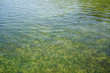 grass in the water