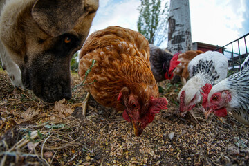 Animales en compañía