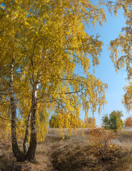 Fototapeta premium Golden fall. Silver Birch (Betula pendula) in deciduous forest in Central Russia