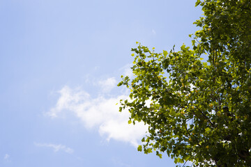 Blue sky, white cloud, green plants