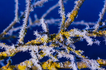 A totally frosted white branch on the bright blue sky. A branch covered in white frost with the bright blue sky background