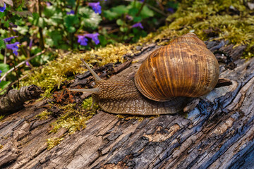 grape snail in macro photography