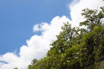 Blue sky, white cloud, green plants