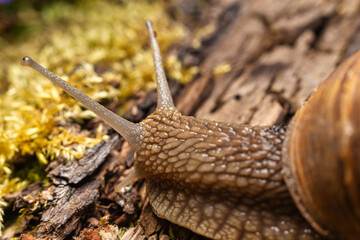 grape snail in macro photography