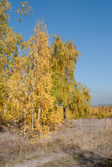Golden fall. Silver Birch (Betula pendula) in deciduous forest in Central Russia