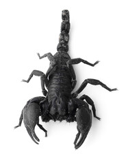 Emperor Scorpion, Pandinus imperator, 70 day old, in front of white background