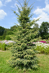 Black spruce, variety Aurea (Picea mariana (Mill.) Britton, Sterns & Poggenb.). General view - 395527128