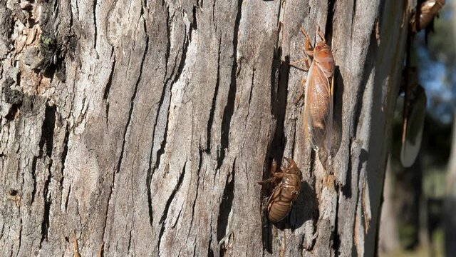 tilt up clip of cicadas and their shells on a eucalyptus tree trunk at ebor in nsw, australia