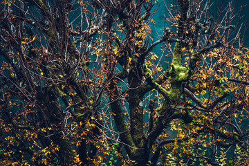 Mysterious autumn tree at the lake. Yellow leaves, green moss and beautiful petrol water for a wallpaper or background. Autumnal colors, seasonal concept, modern minimalistic shot.