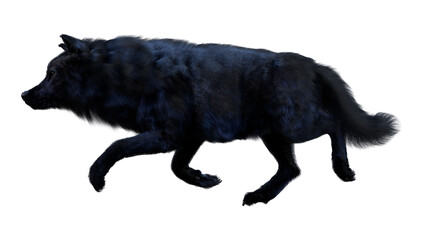 3D Rendering Black Wolf on White