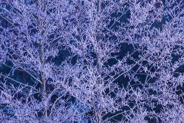 Fototapeta na wymiar A totally frosted white branches, winter background