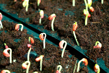 Sprouted out pulses ready to plant