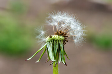 Dandelion almost empty, macro, close-up.