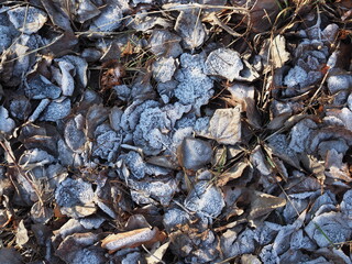 Fallen leaves with white frost, abstract natural background. Frozen foliage on the ground. First frost. Yellow fallen leaves covered with ice and hoarfrost, top view. Late autumn, freezing concept.