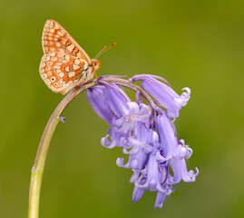 Marsh fritillary butterfly on a bluebell