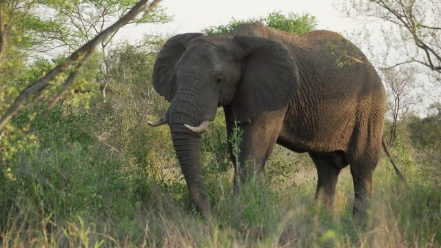 A large female African elephant stands feeding peacefully in a thicket