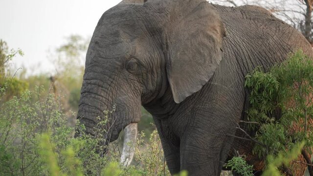 A large male African elephant stands peacefully feeding in a thicket