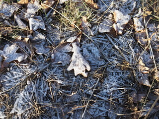 Fallen leaves with white frost, abstract natural background. Frozen foliage on the ground. First frost. Yellow fallen leaves covered with ice and hoarfrost, top view. Late autumn, freezing concept.