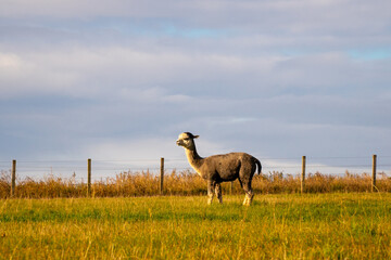 Alpaca on the grass fields in Scotland.