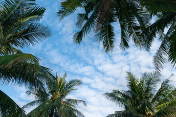 Fototapeta na wymiar Coconut trees against clouds and blue sky background. Beautiful sky on sunny day.