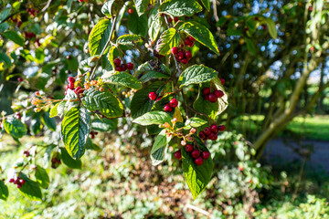 Wild berries in Autumn season.