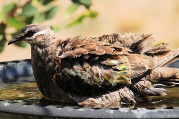 Close-up of Common Bronzewing Pigeon (Phaps chalcoptera) bathing, South Australia
