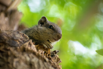 amazing squirrel is roaming in the forest